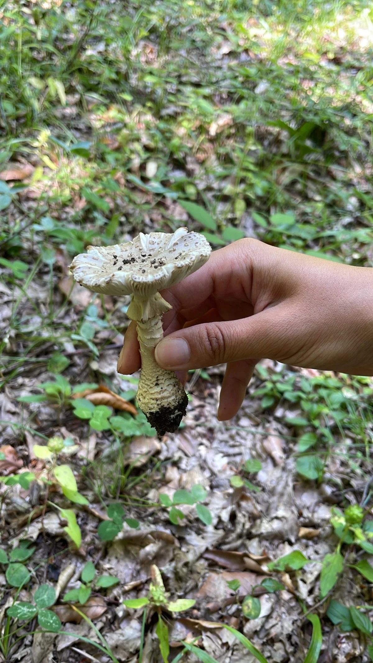 Göbələk turu, Lənkəran — tur fotosu 3