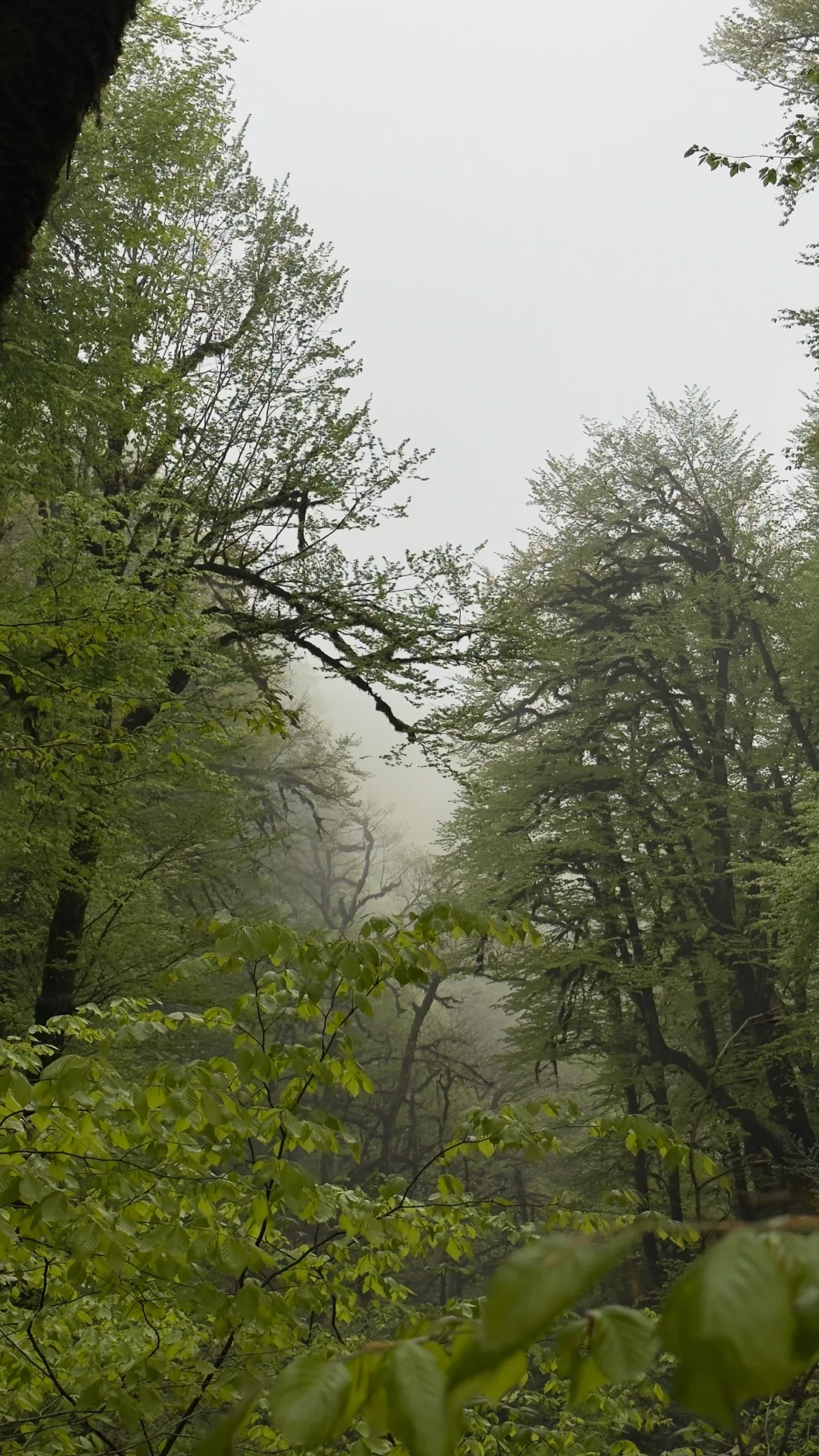 Şi-çır şəlaləsi, Astara — tur fotosu 4