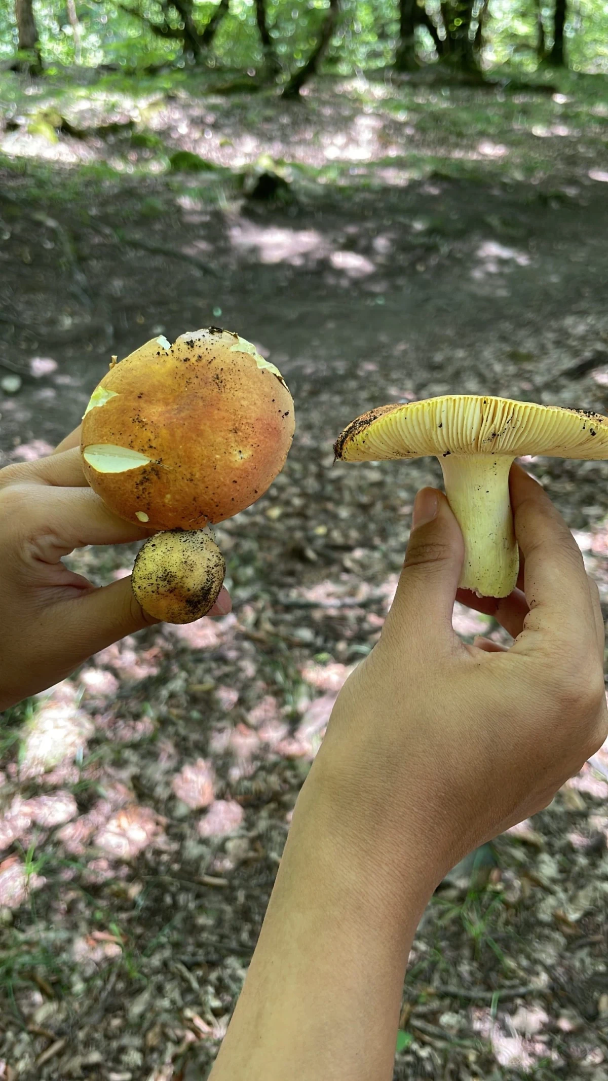 Göbələk turu, Lənkəran — tur fotosu 4