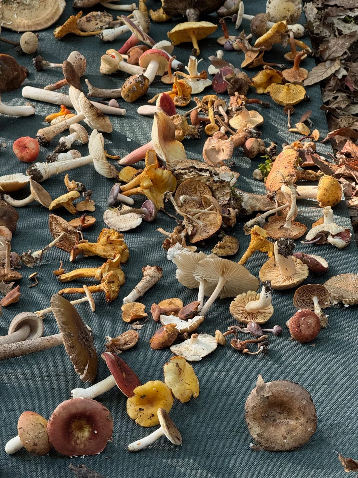 Göbələk turu, Lənkəran — tur fotosu 6