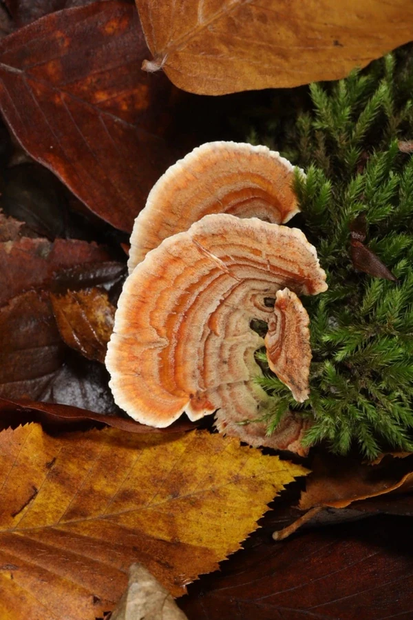 Pilzsammel-Workshop, Schabran — Tourfoto 4