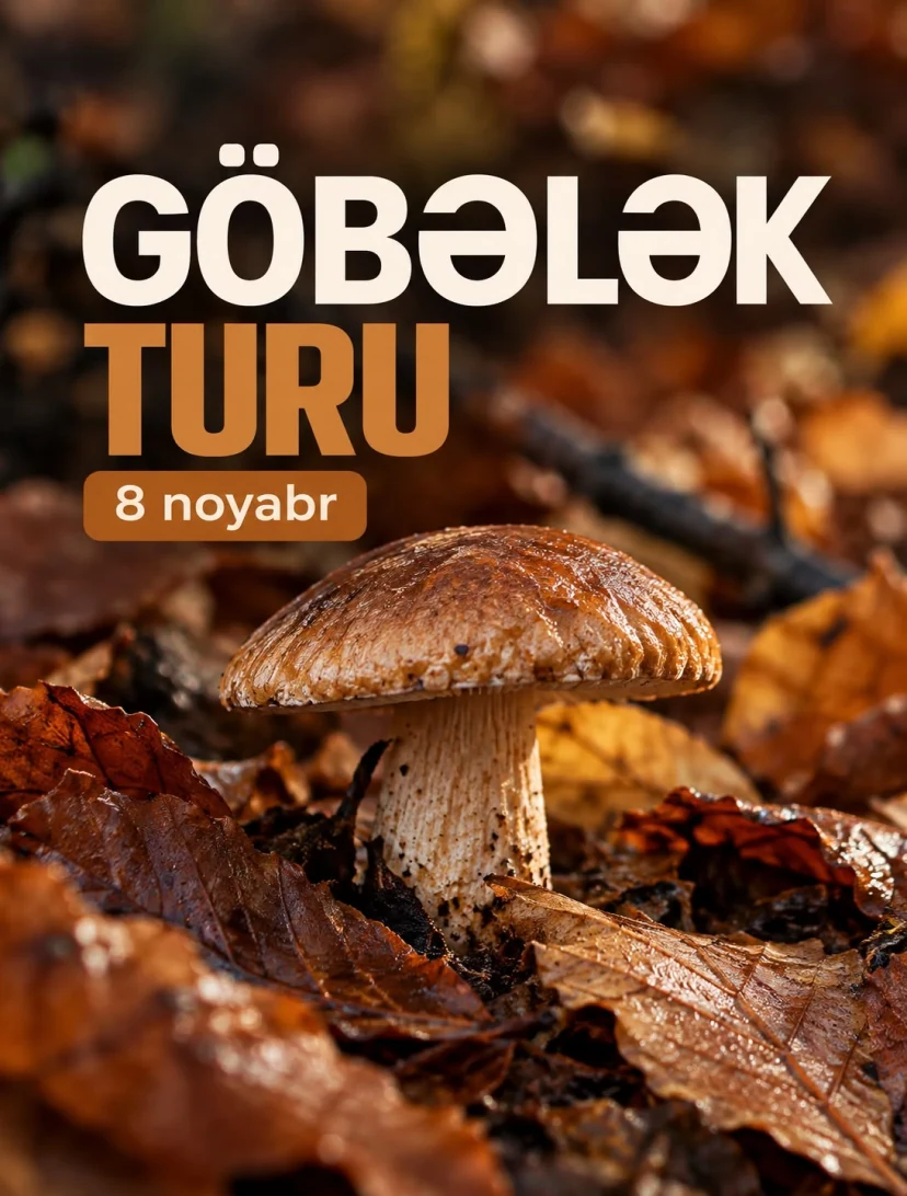Göbələk yığımı və hikinq